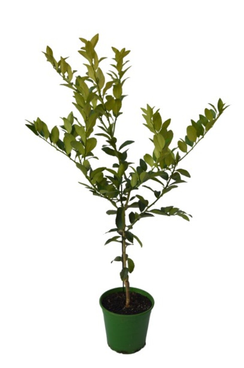 Lime - Australian 250mm Pot