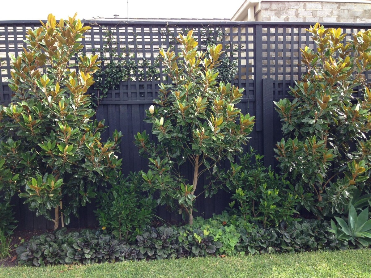 Magnolia - Little Gem 330mm Pot