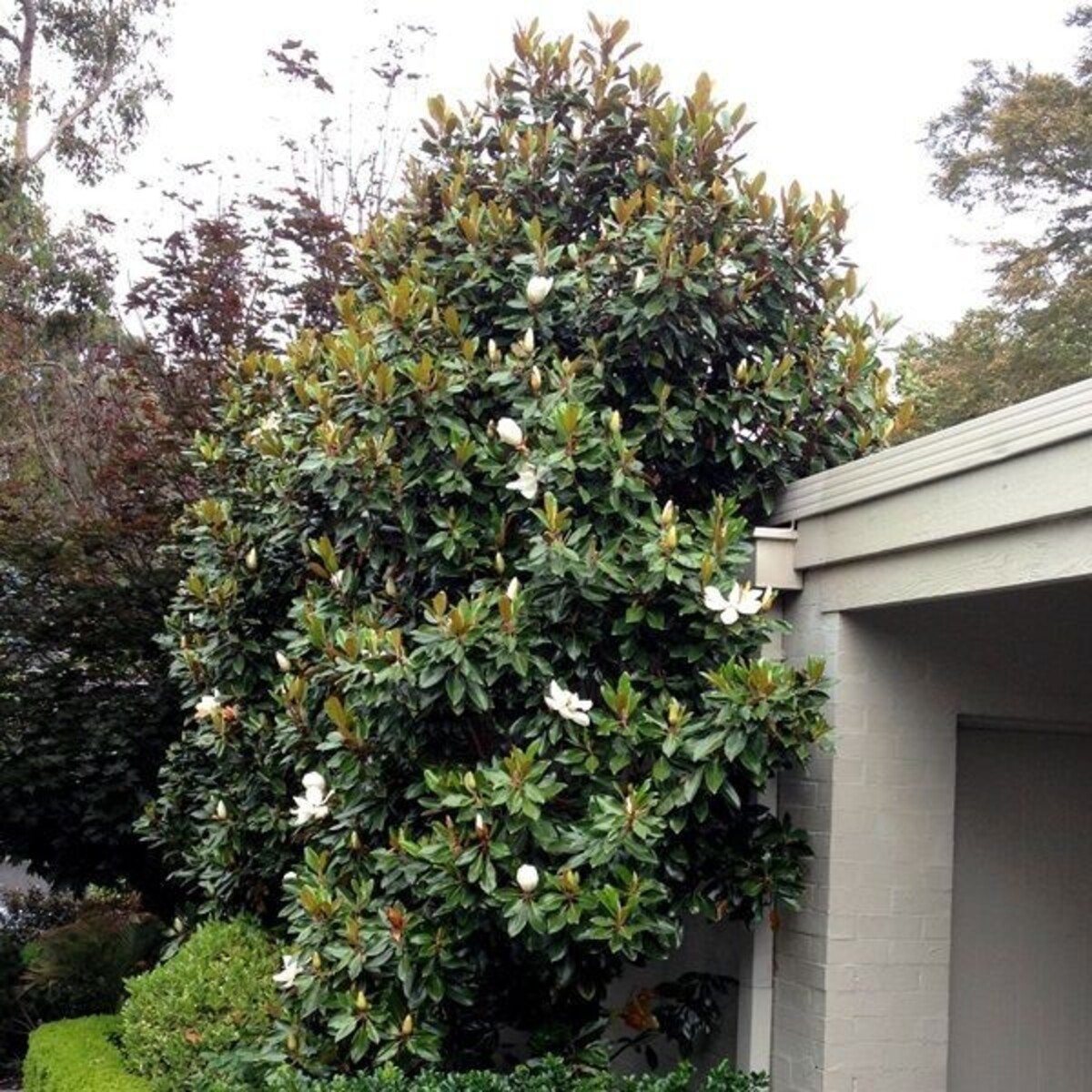 Magnolia - Little Gem 330mm Pot