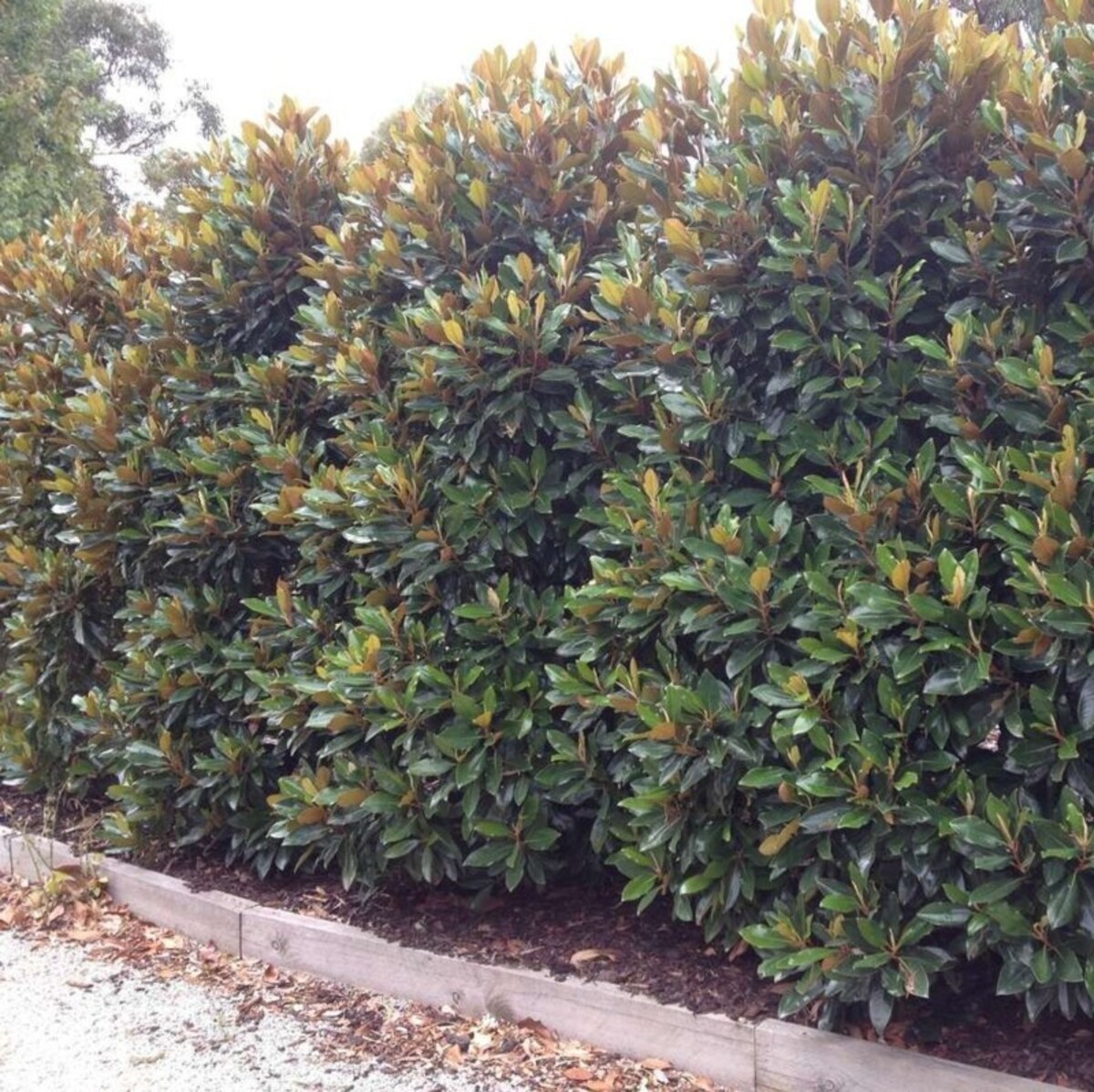 Magnolia - Little Gem 330mm Pot