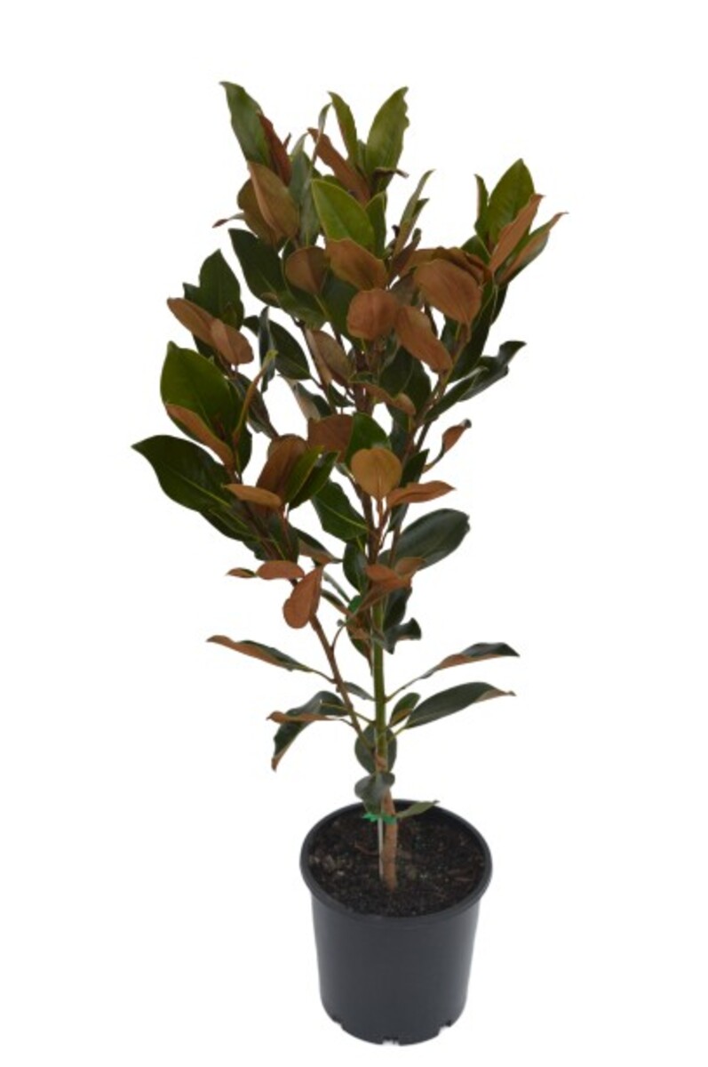 Magnolia - Little Gem 200mm Pot