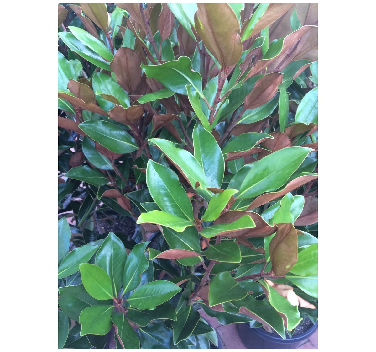 Magnolia - Little Gem 250mm Pot