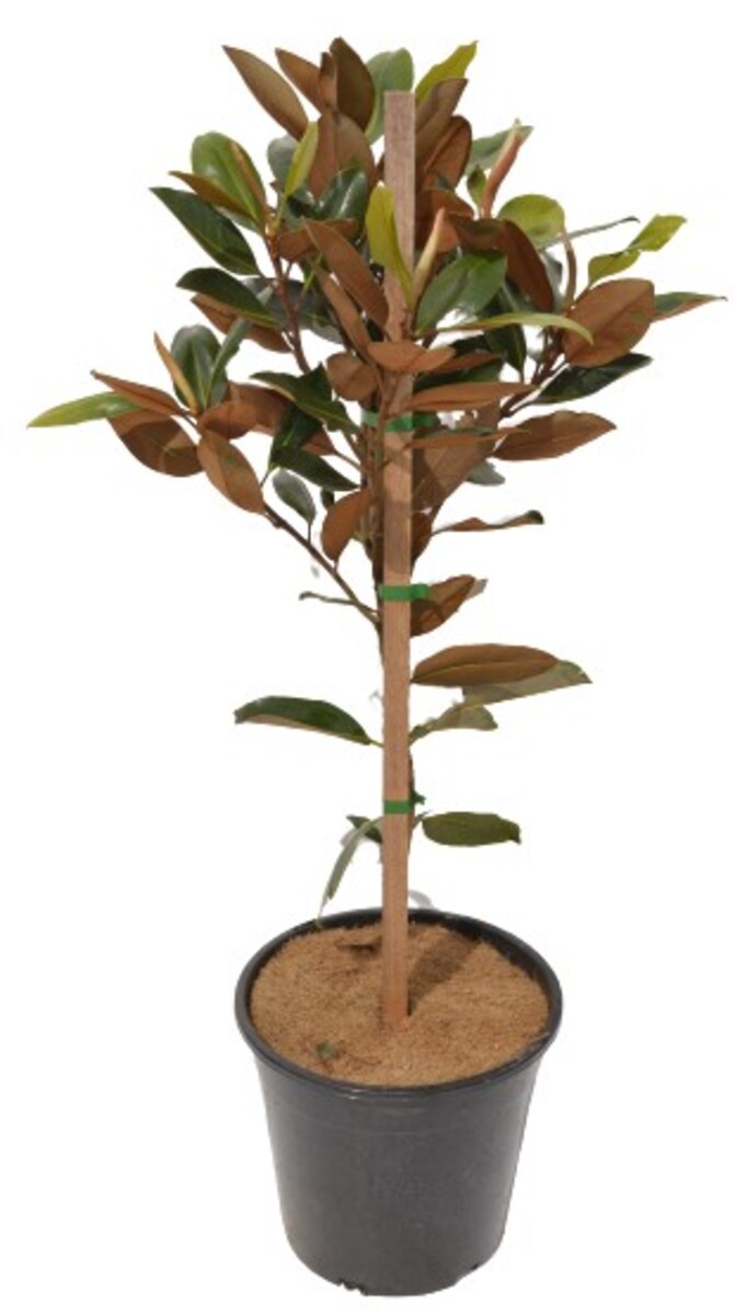 Magnolia - Little Gem 250mm Pot