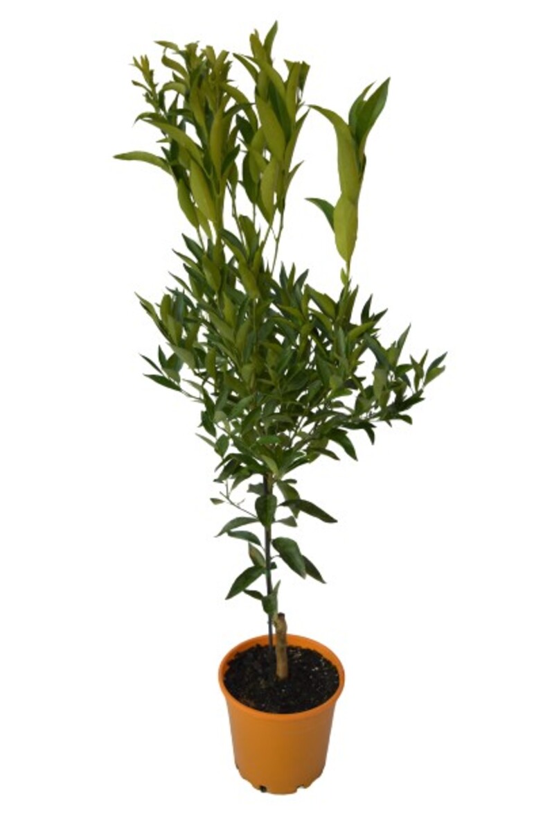 Mandarin - Imperial 250mm Pot