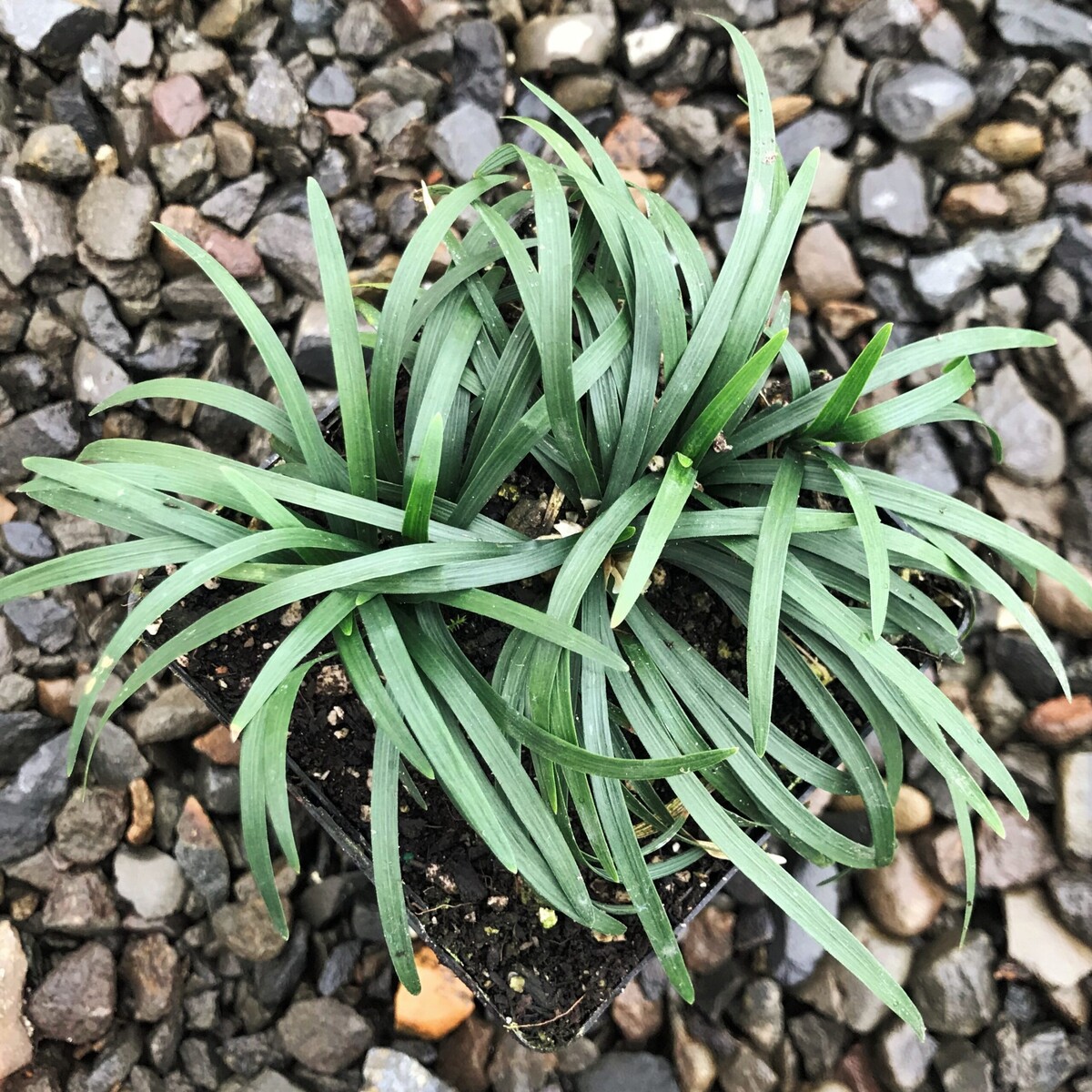 Ophiopogon - Giant Mondo Grass 80mm Pot
