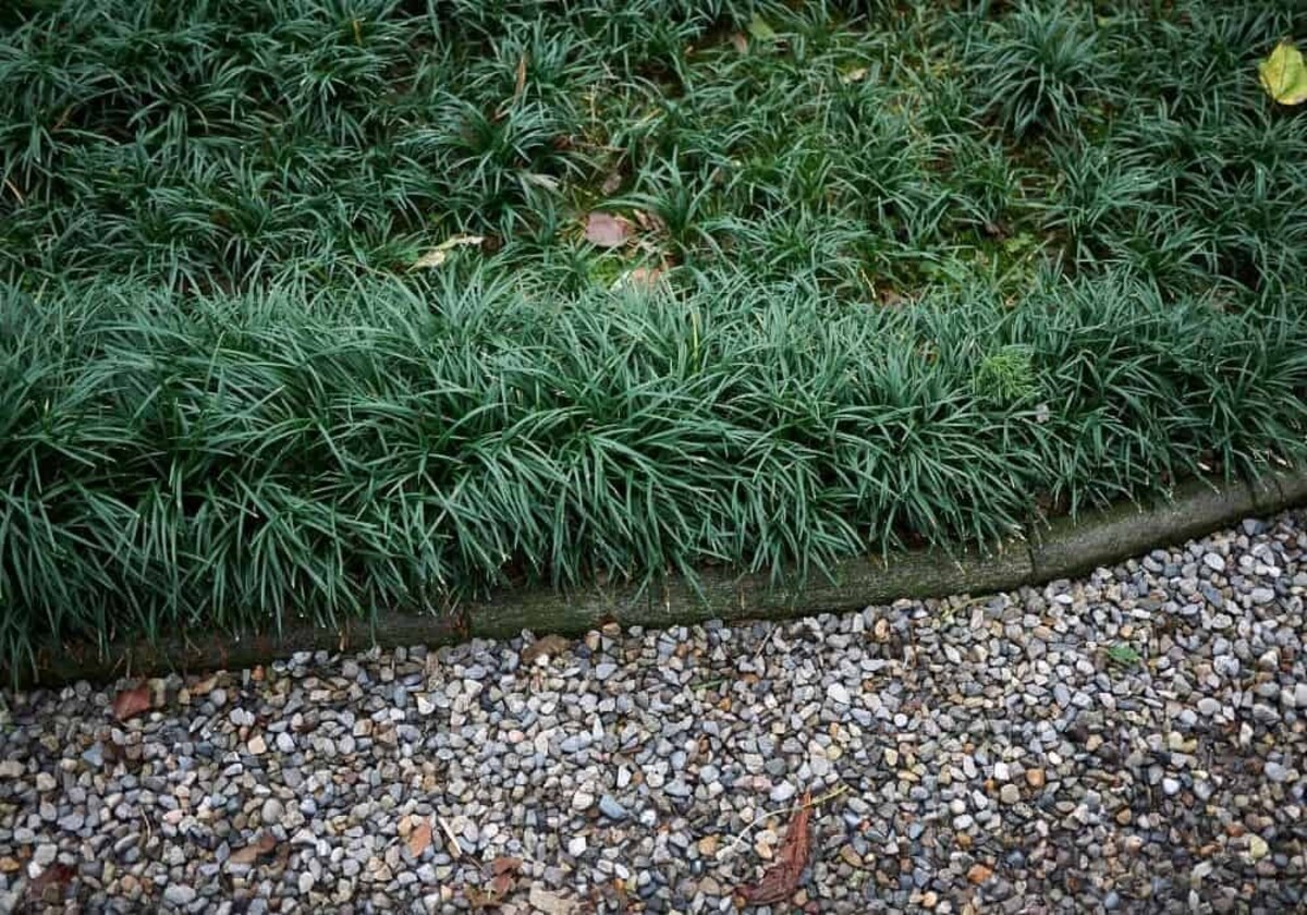 Ophiopogon - Giant Mondo Grass 80mm Pot