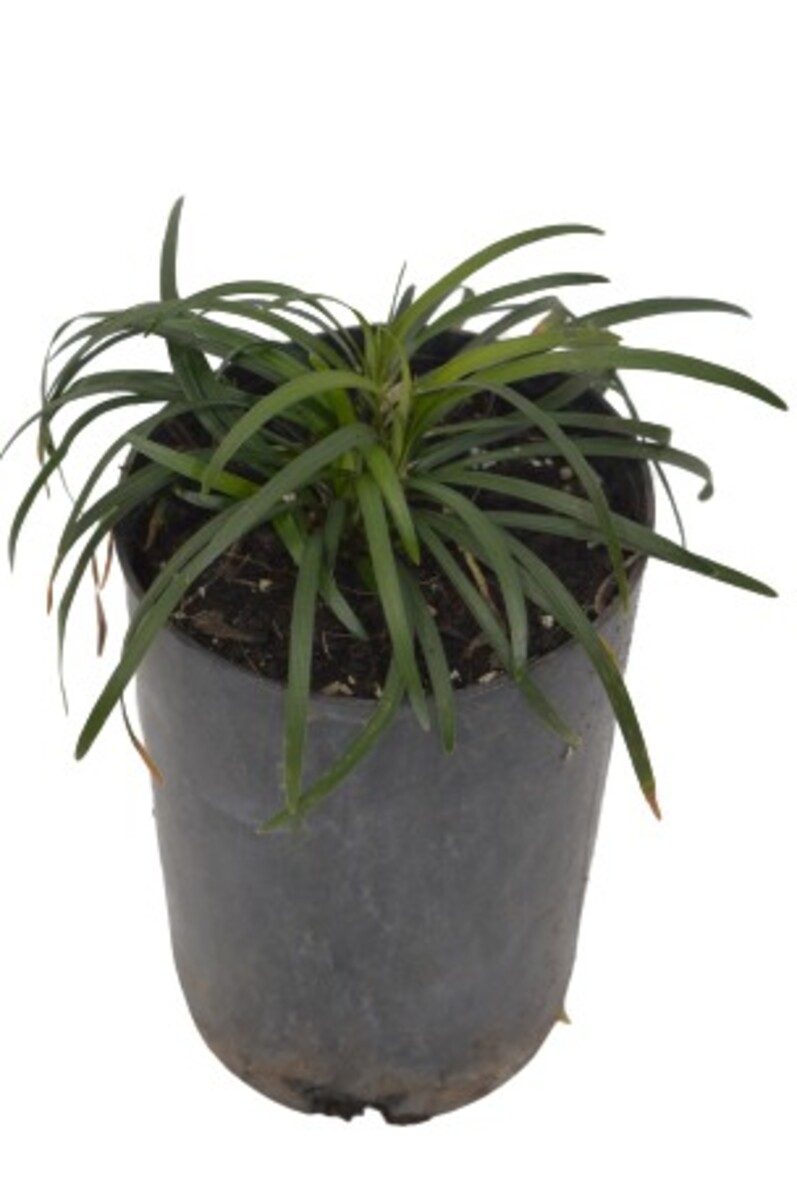 Ophiopogon - Giant Mondo Grass 80mm Pot