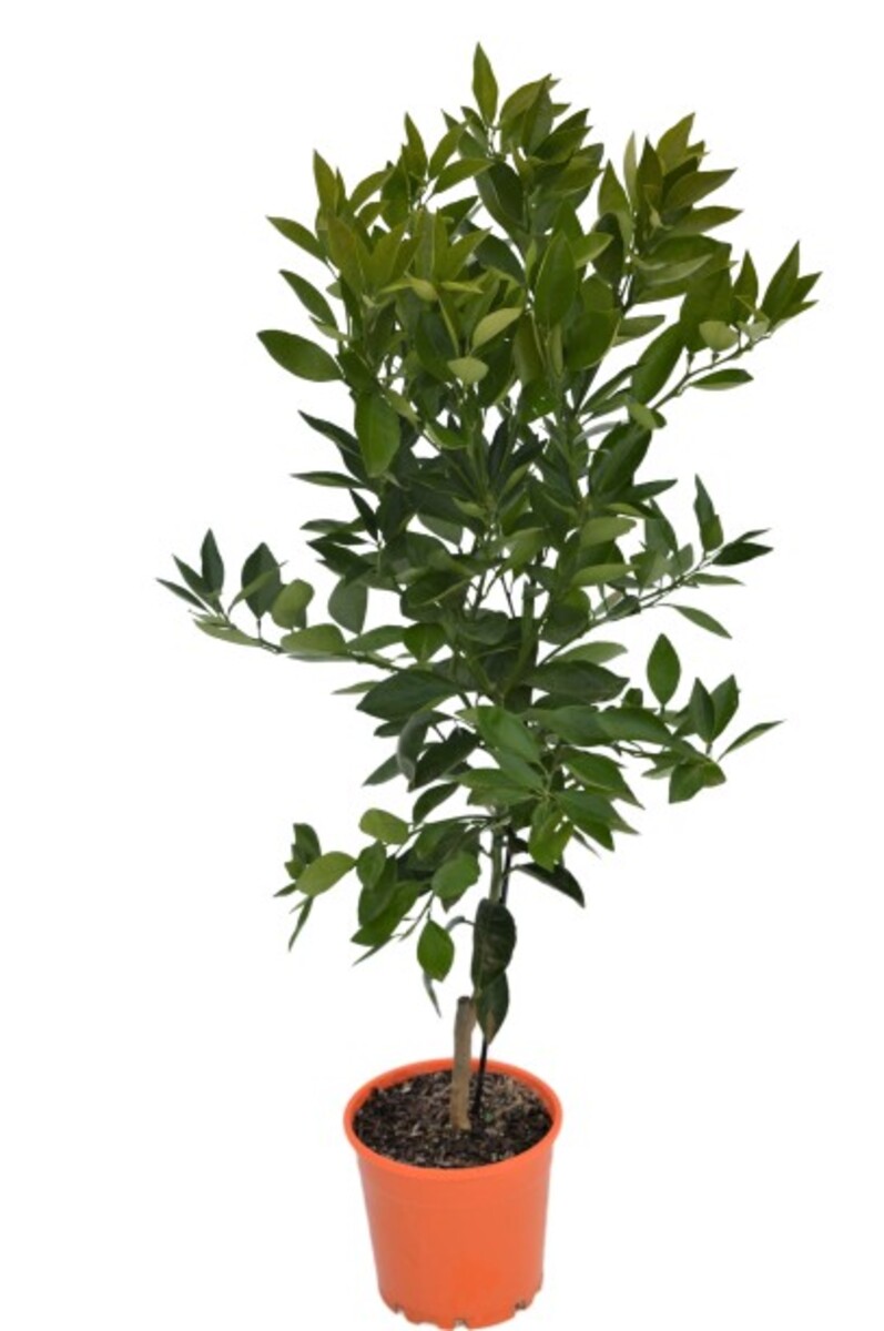 Orange - Seville 200mm Pot