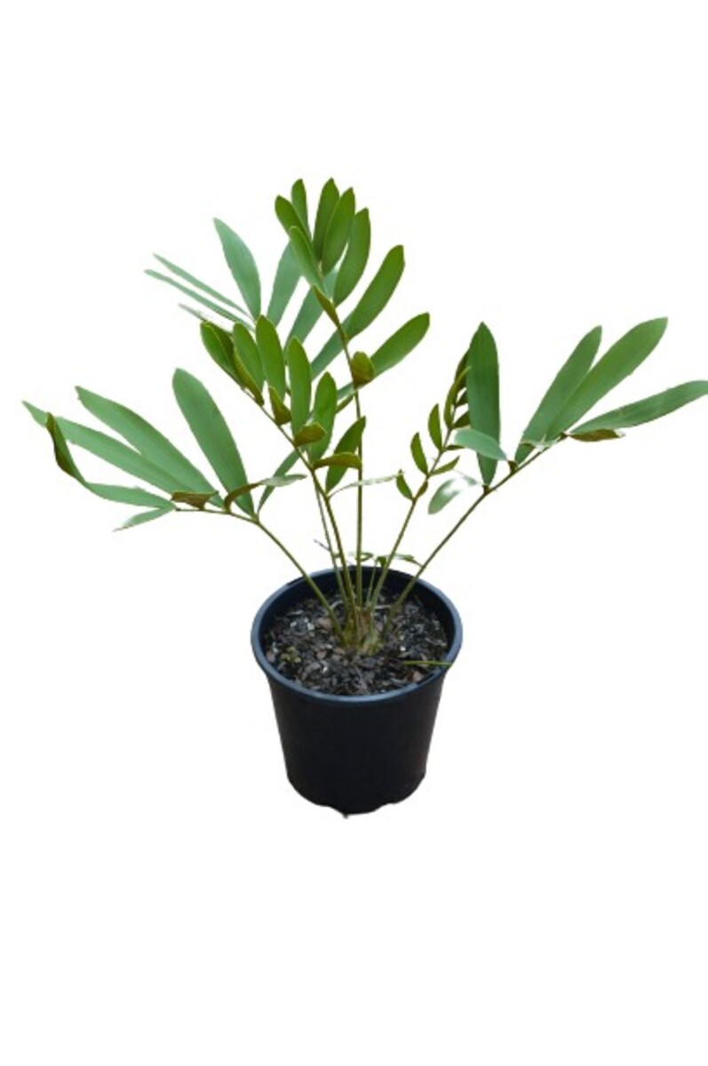 Zamia - Cardboard Palm 300mm Pot
