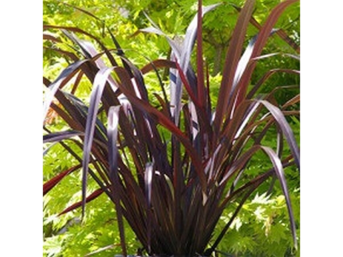 Phormium - Anna Red Flax 250mm Pot