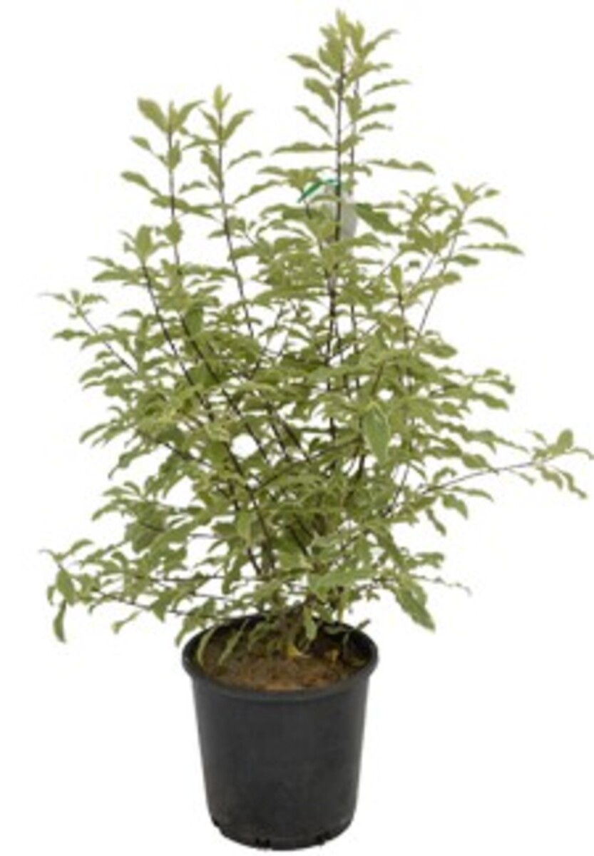 Pittosporum - Eugenioides 200mm Pot