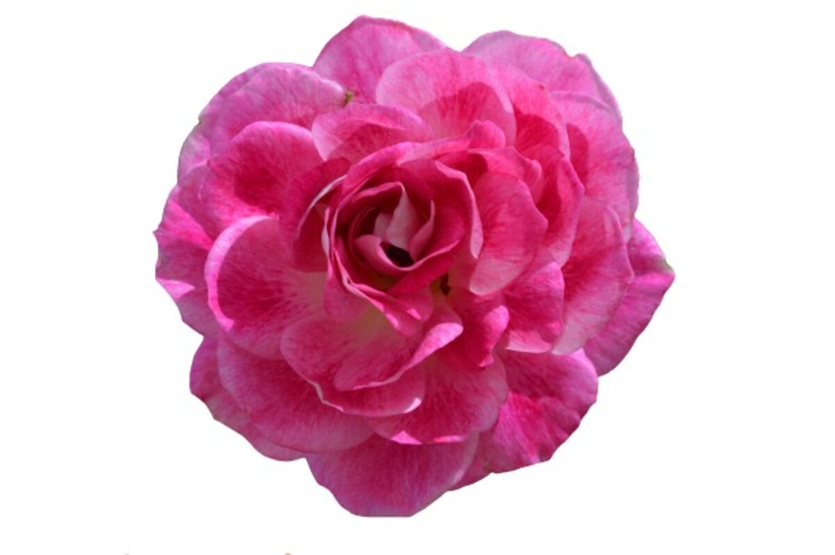 Rose 3ft Standard - Brilliant Pink Iceberg (PBR) 250mm Pot (VN)
