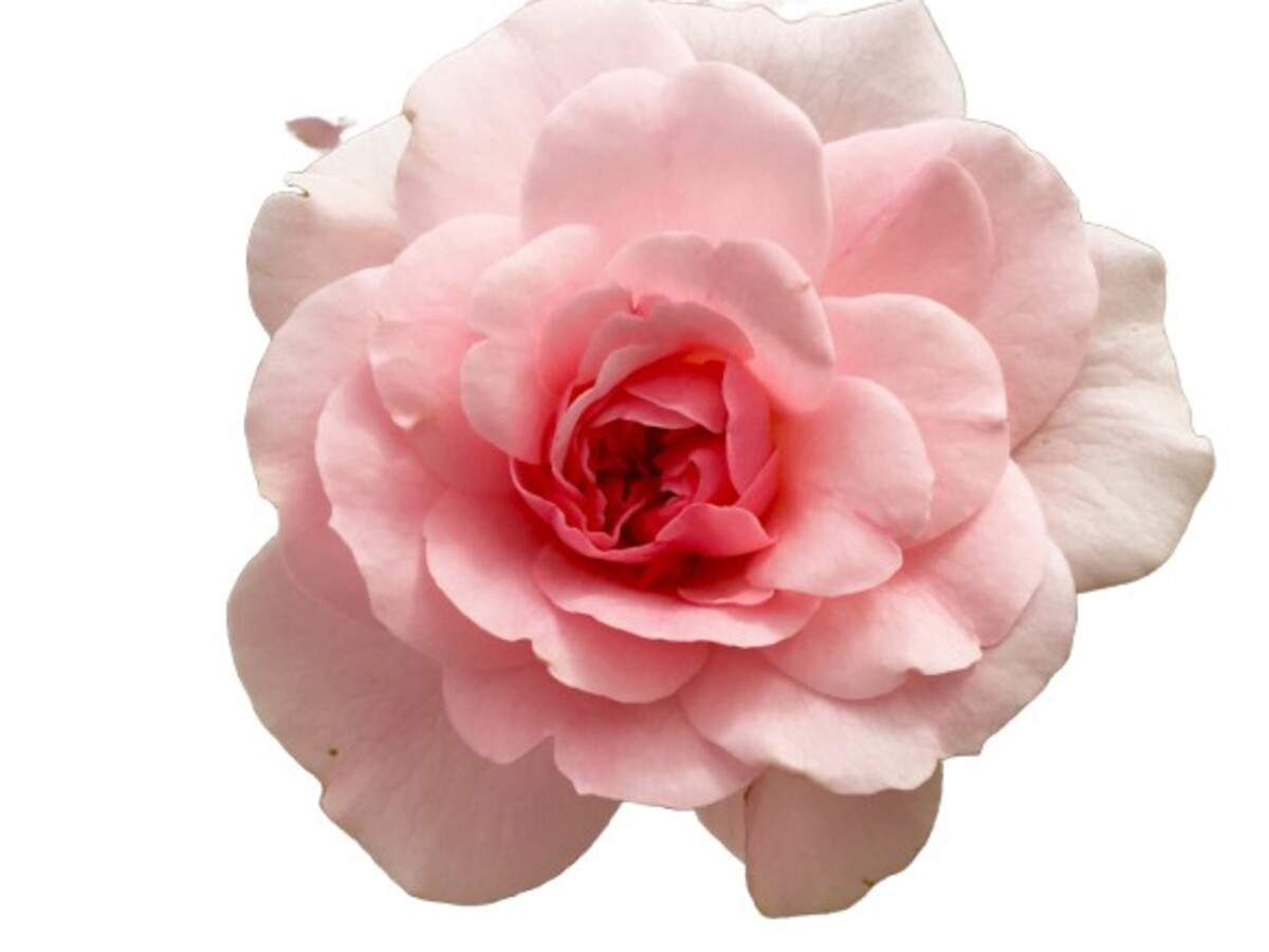 Rose 2ft Patio - Bonica 250mm Pot (VN)