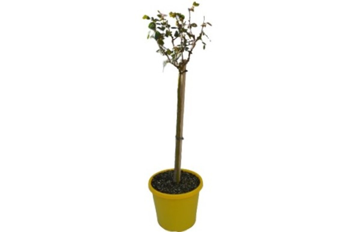 Rose 2ft Patio - Friesia 250mm Pot (VN)
