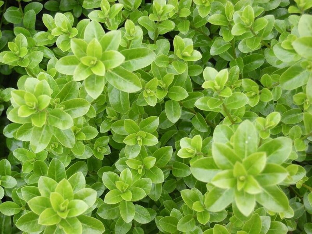 Pittosporum - Green Pillar 200mm Pot