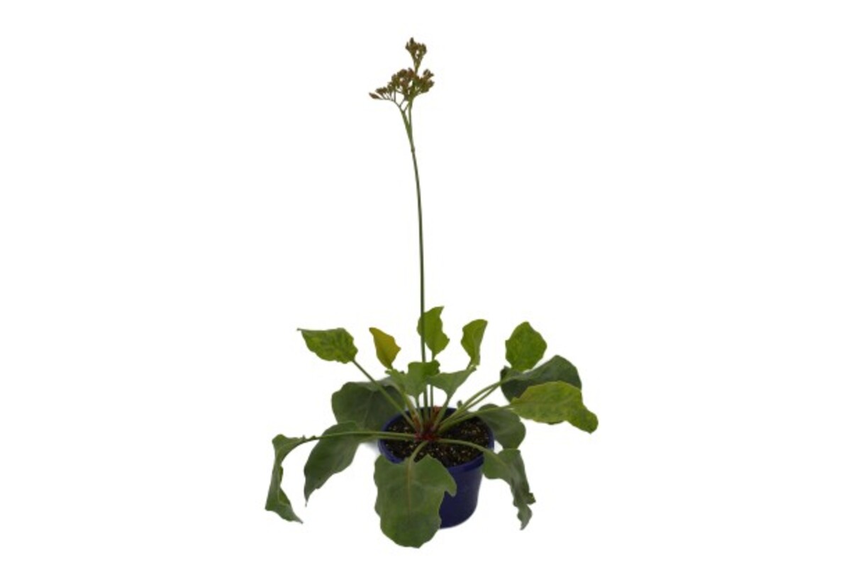 Limonium Perezii - Blue Statice 150mm Pot (VN)