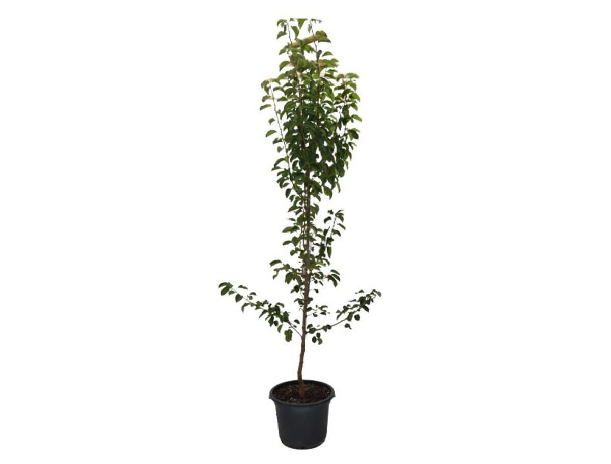 Pyrus - Chanticleer 430mm Pot