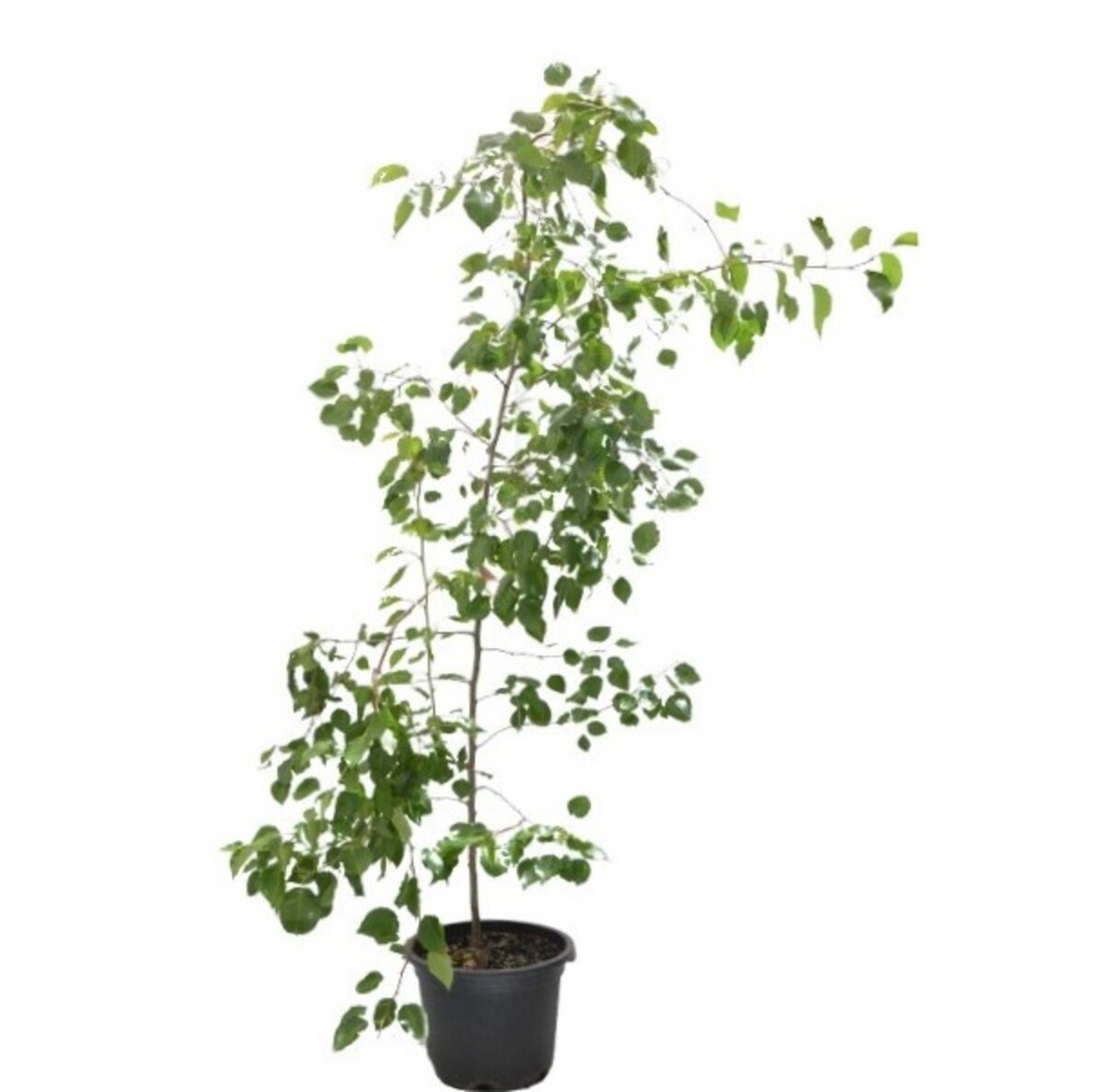 Pyrus - Manchurian Pear 430mm Pot (VN)