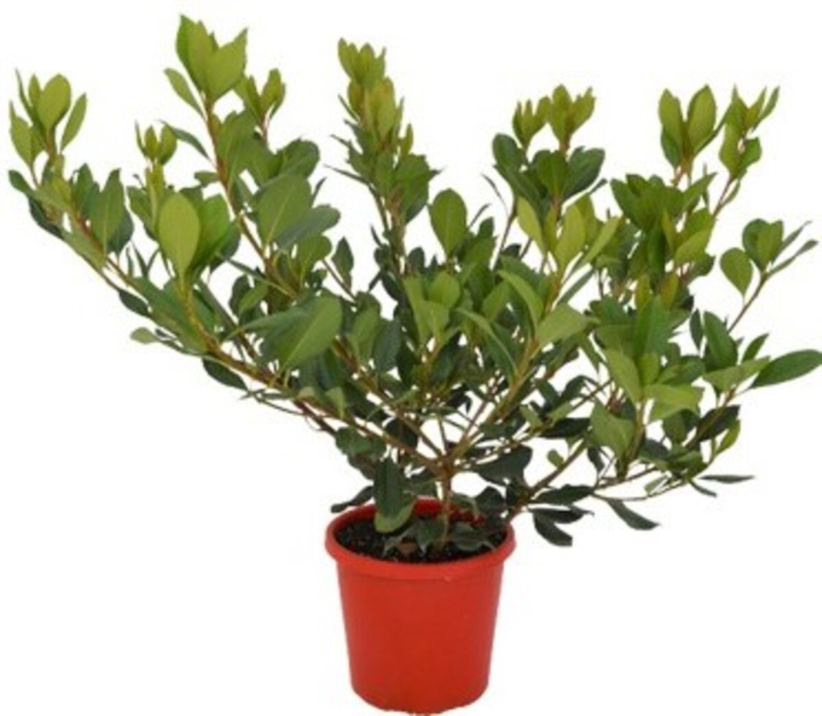 Rhaphiolepis - Apple Blossom 200mm Pot