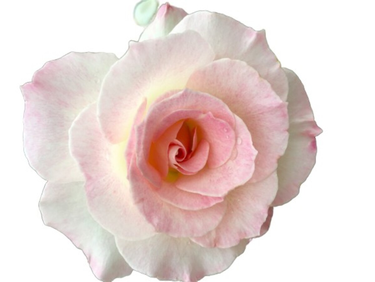 Rose 2ft Patio - Seduction (PBR) 250mm Pot (VN)