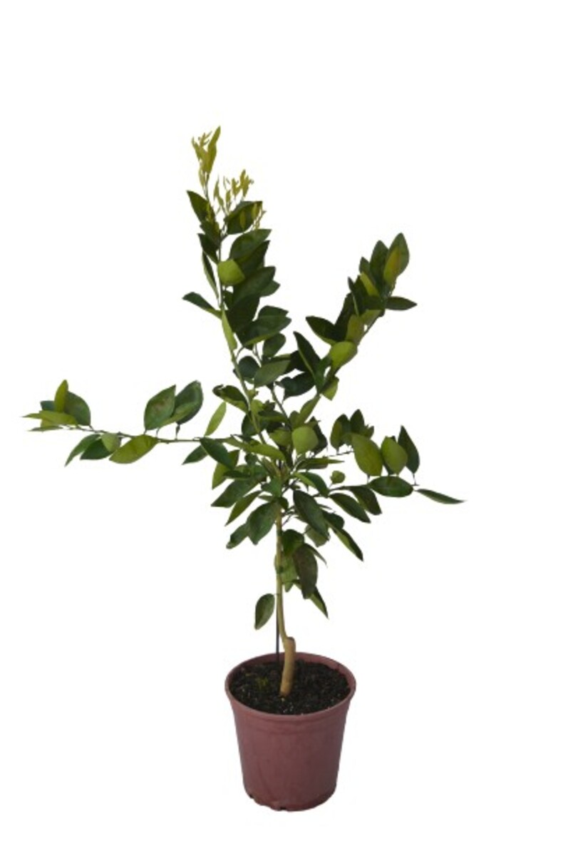 Tangelo - Minneola 250mm Pot