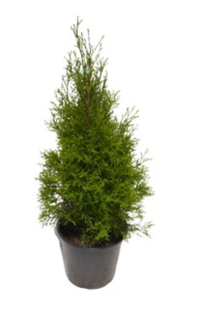 Thuja occidentalis - Smaragd 250mm Pot