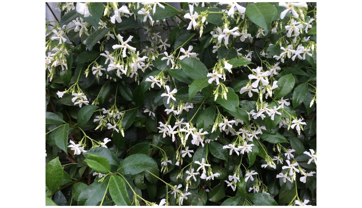 Trachelospermum - Star Jasmin 140mm Pot