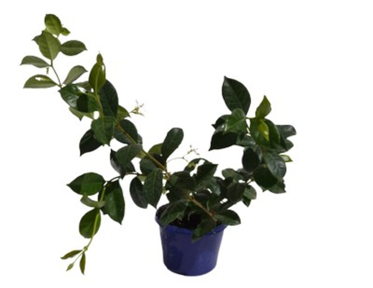 Trachelospermum - Star Jasmin 140mm Pot