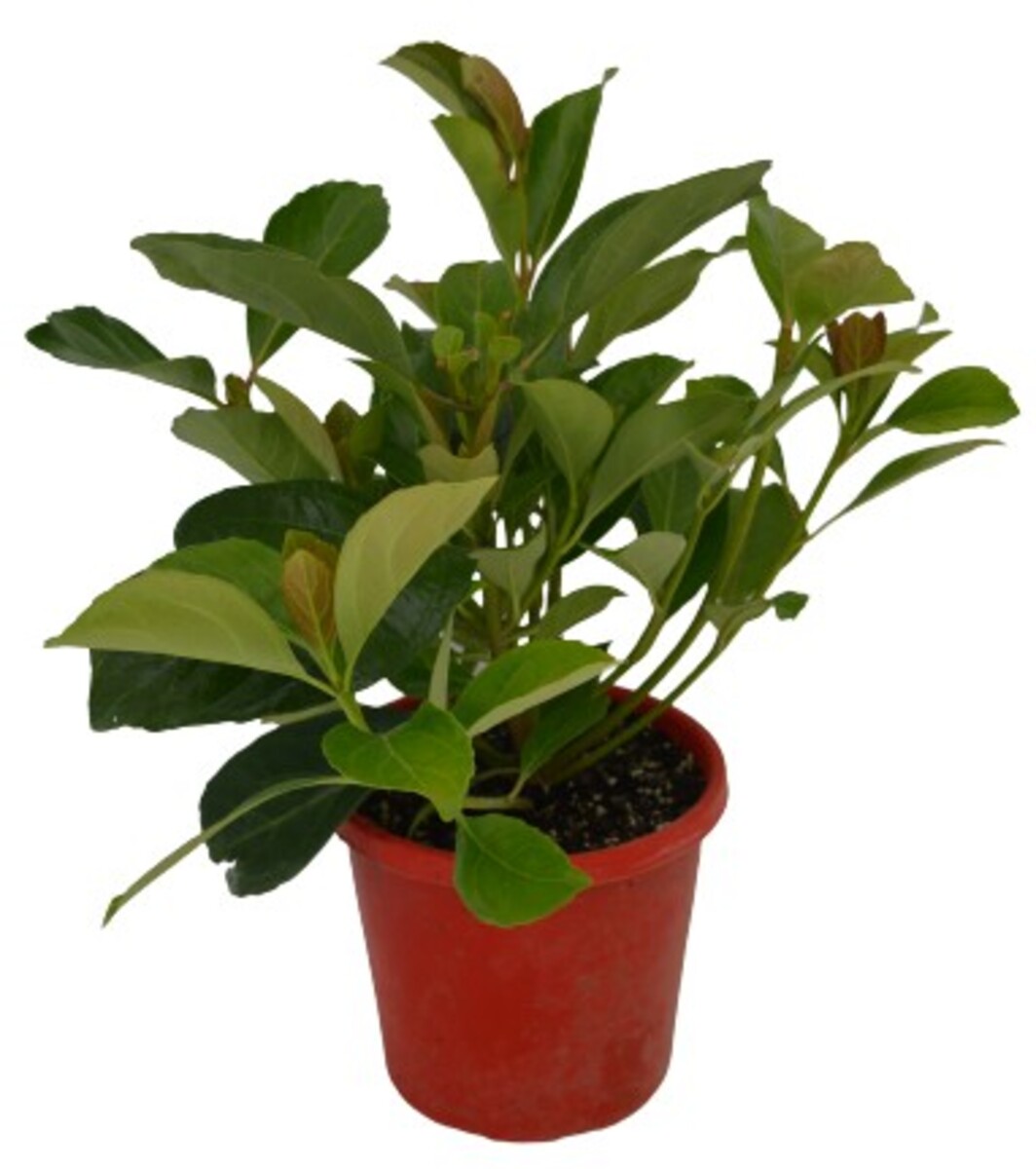 Viburnum - Emerald Lustre 200mm Pot (VN)