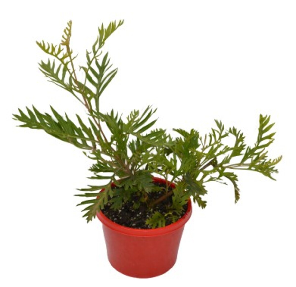 Grevillea - Robyn Gordon 150mm Pot (VN)