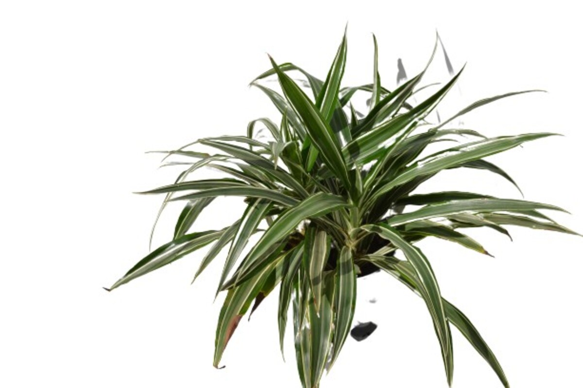 Dracaena - Deremensis 200mm Pot