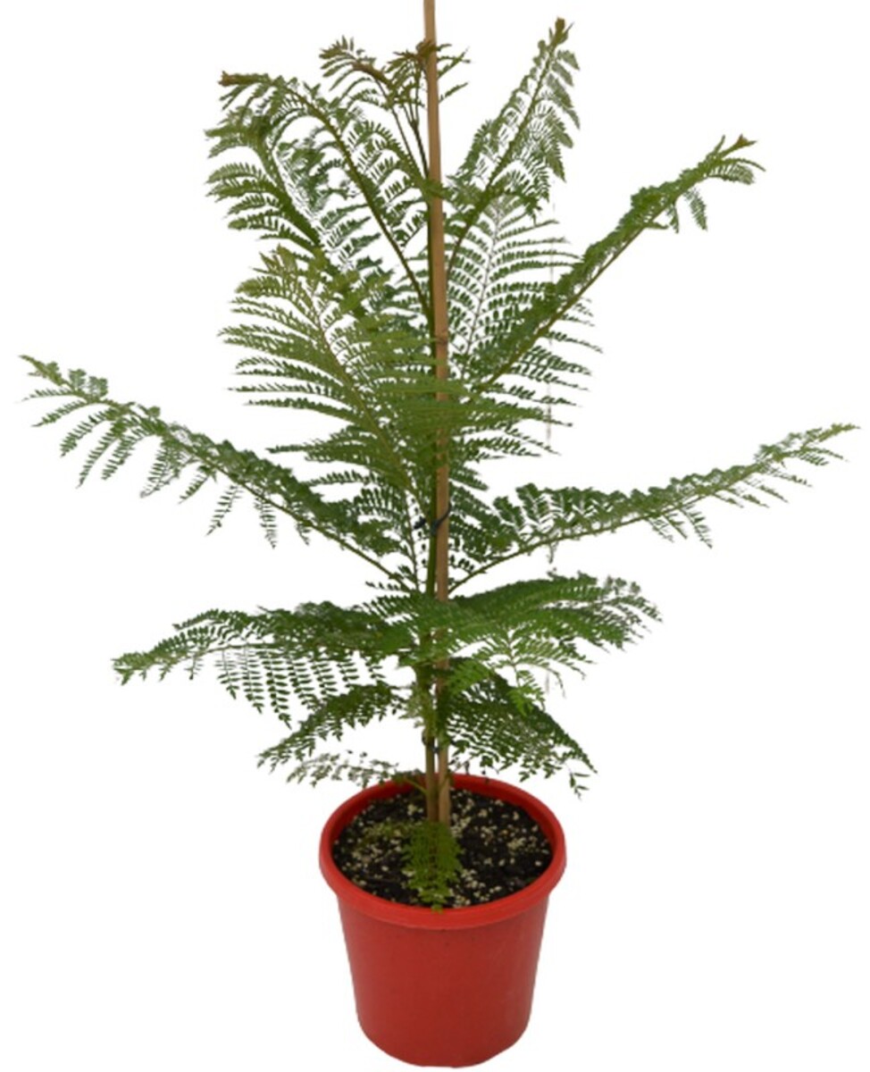 Jacaranda Mimosifolia 200mm Pot (VN)