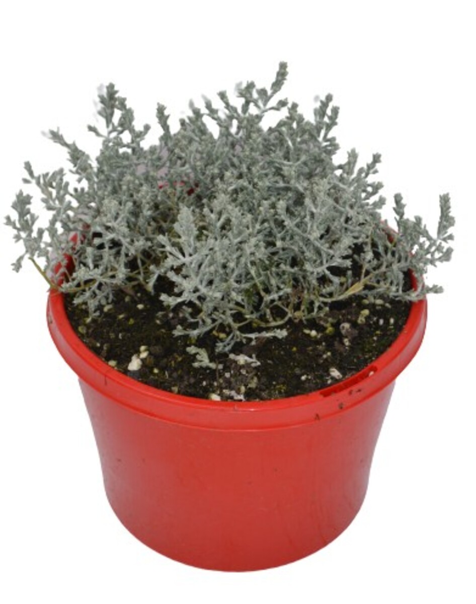 Leucophyta - Silver Nugget 150mm Pot (VN)