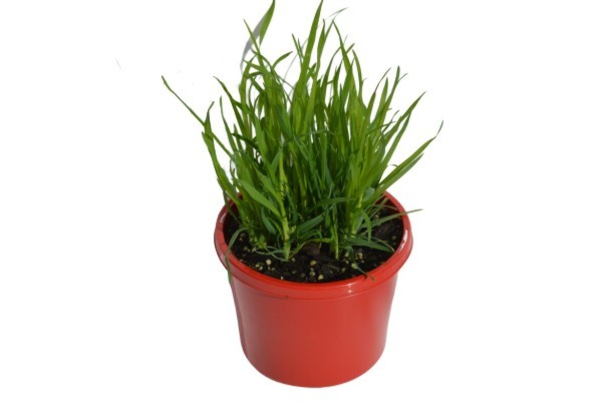 Cat Grass 115mm Pot (VN)