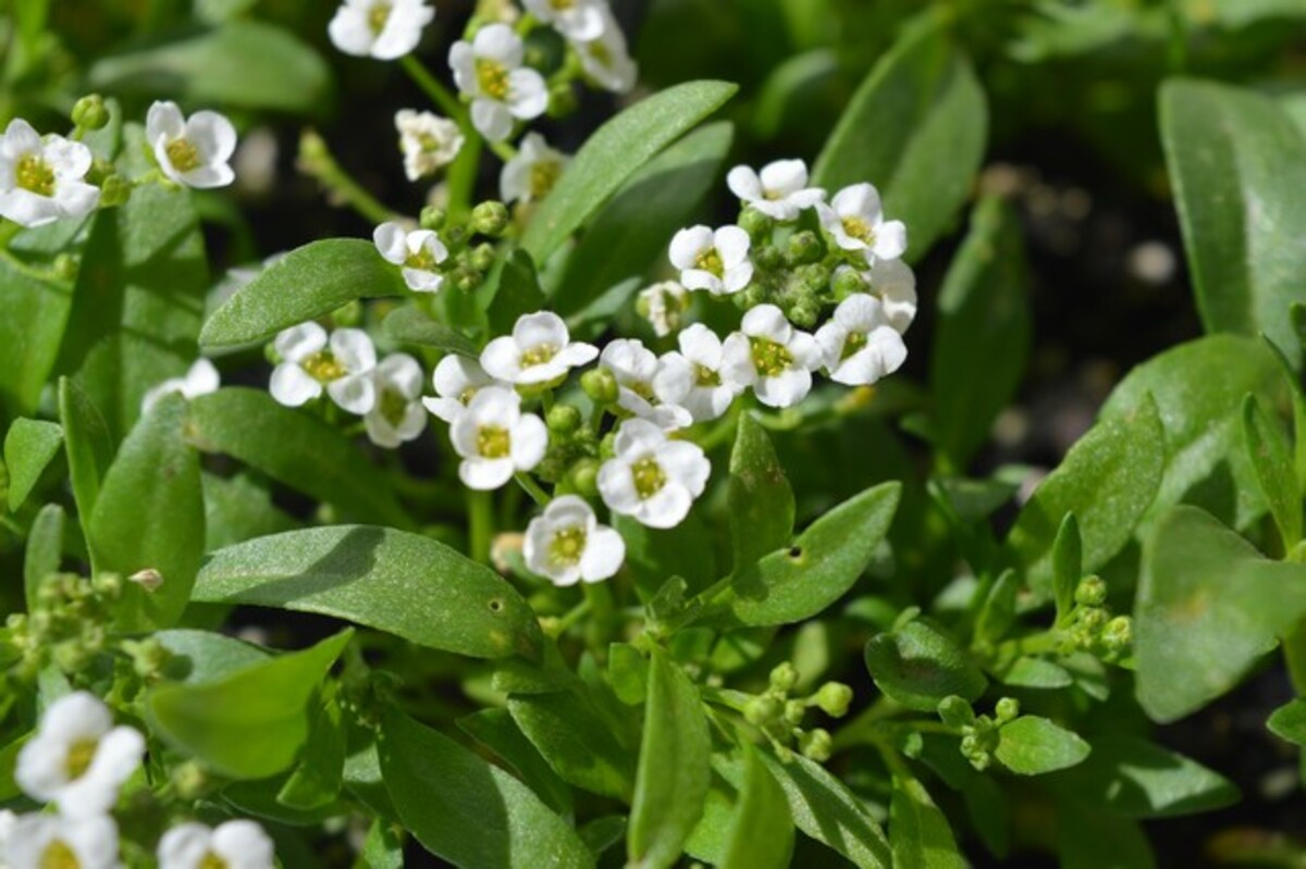 Alyssum - Snow Crystals Mix 10 Pack
