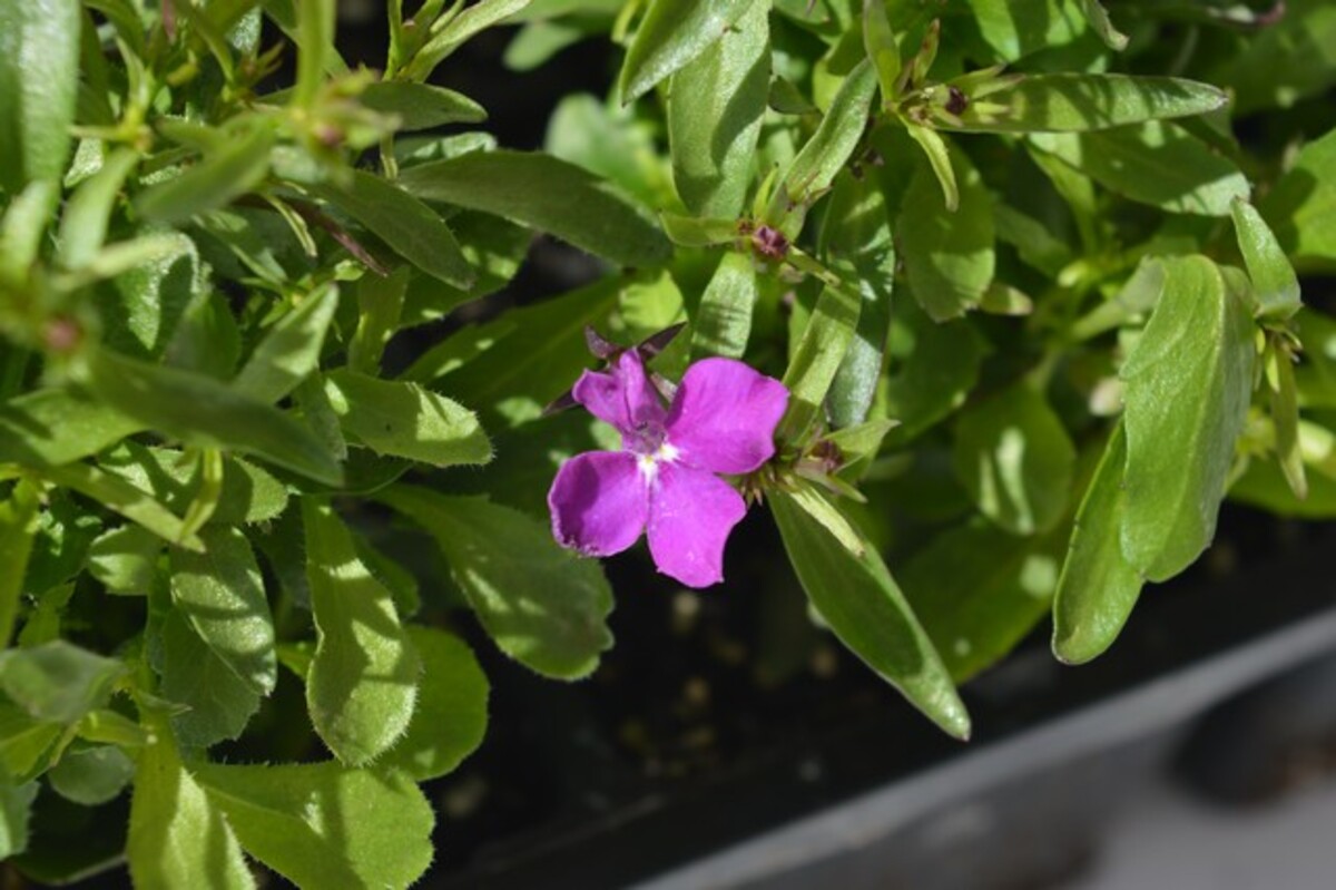 Lobelia - Riviera Rose 10 Pack