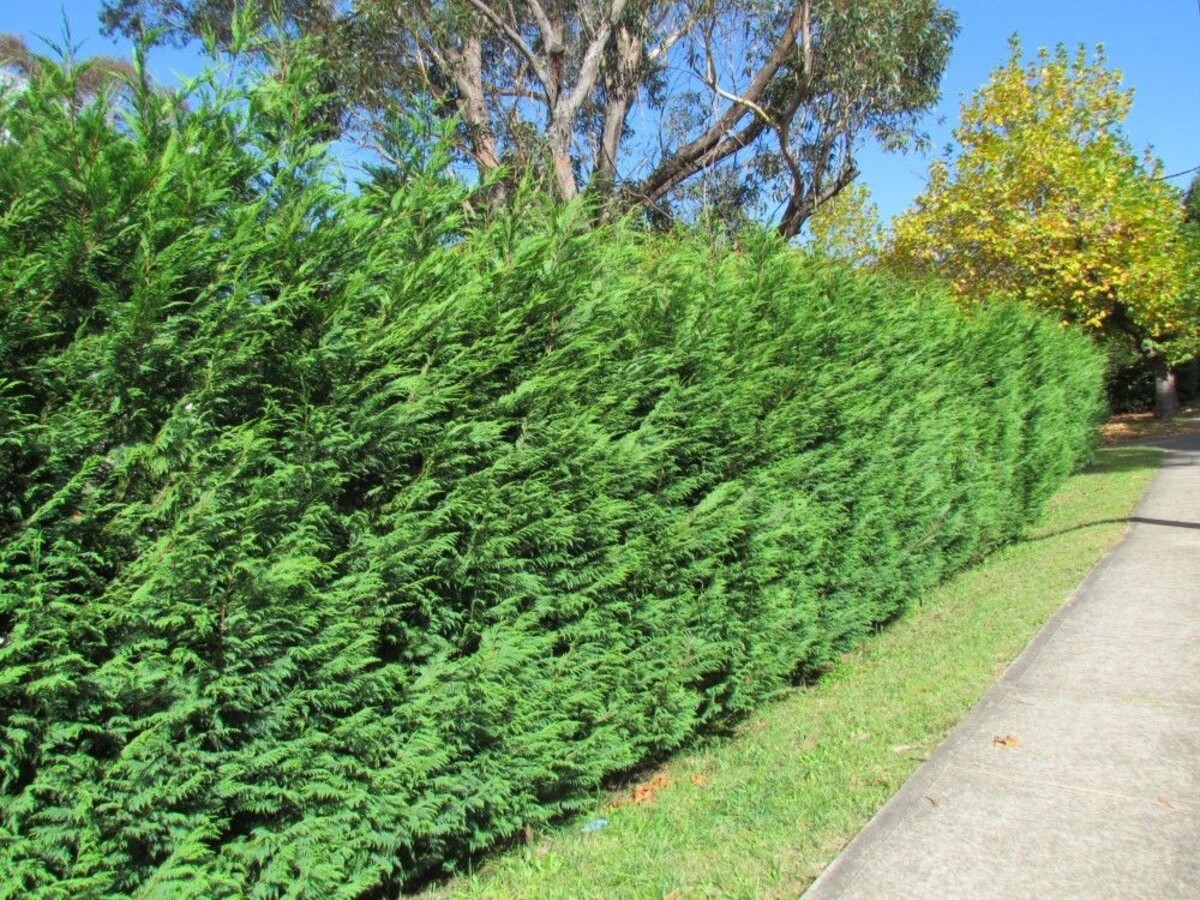 Cupressocyparis Leylandii Castlewellan Gold 200mm (VN)