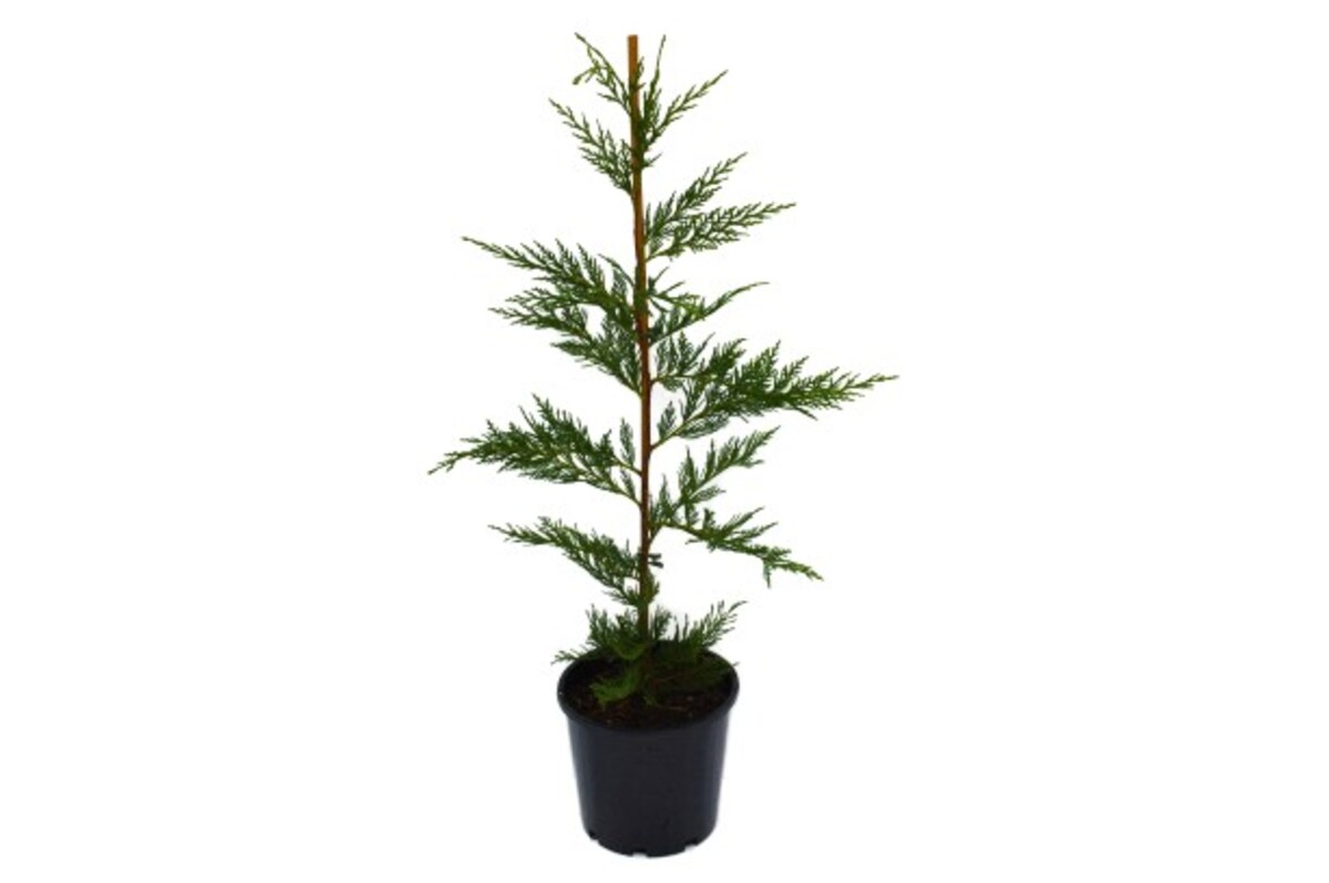 Cupressocyparis Leylandii Castlewellan Gold 200mm (VN)