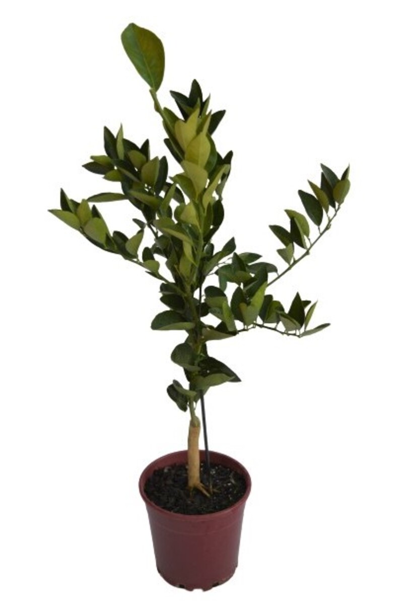 Orange - Valencia Dwarf 200mm Pot