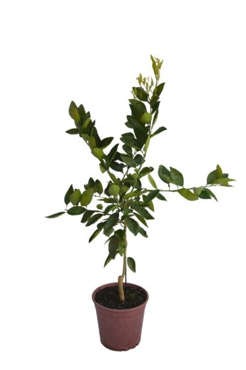 Orange - Washington Navel Dwarf 200mm Pot