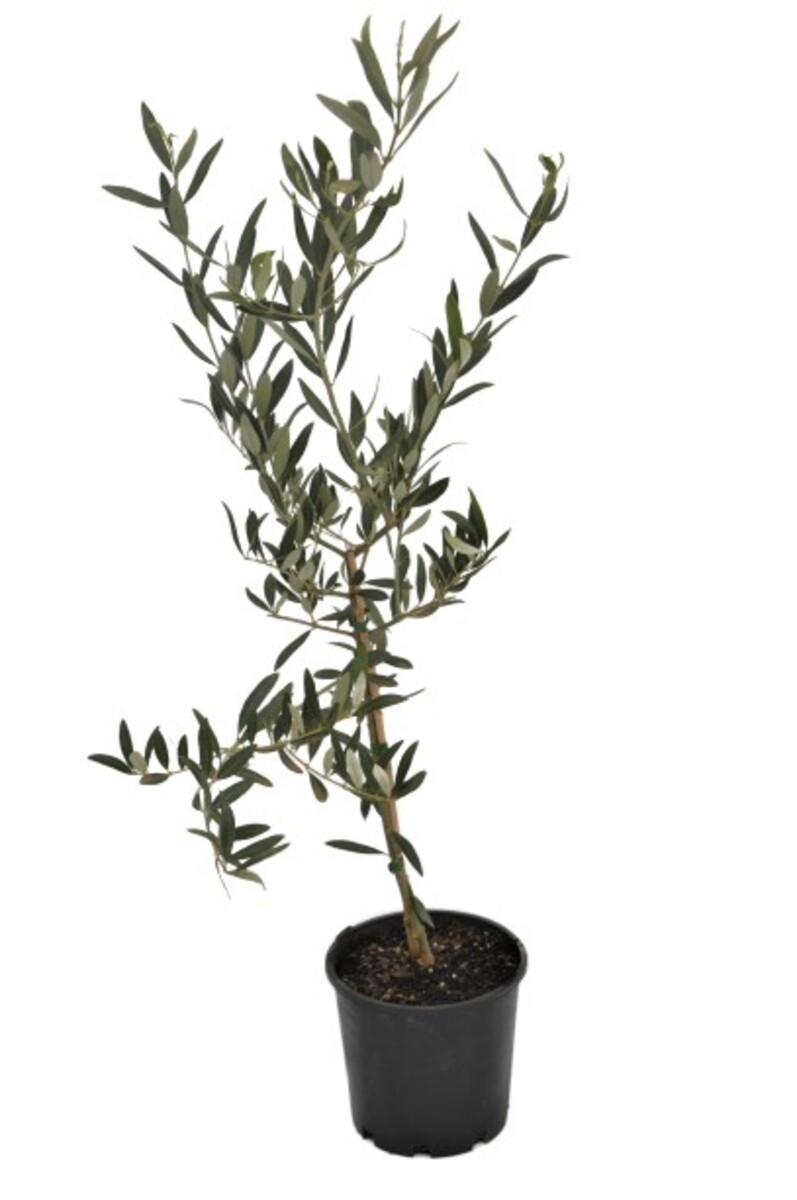 Olive - Mission 200mm Pot*