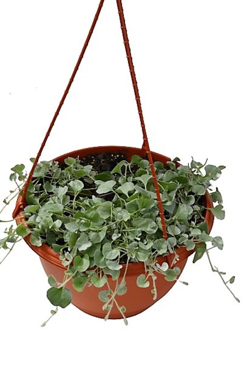 Dichondra - Silver Falls 270mm Hanging Basket (VN)
