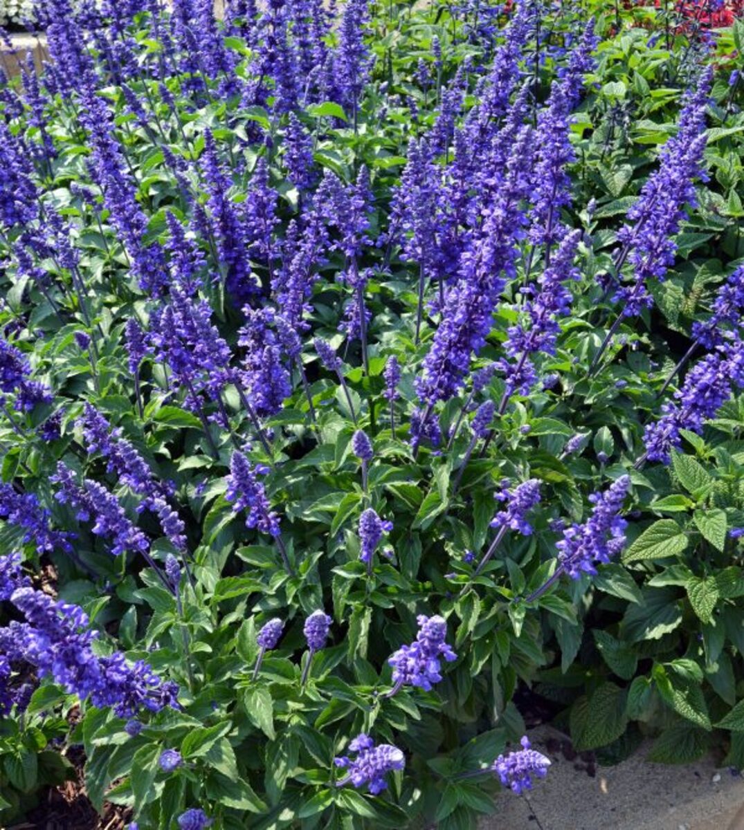 Salvia - Mystic Spires Blue 150mm Pot (VN)