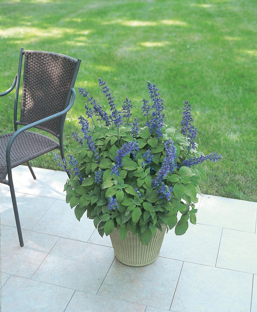 Salvia - Mystic Spires Blue 150mm Pot (VN)