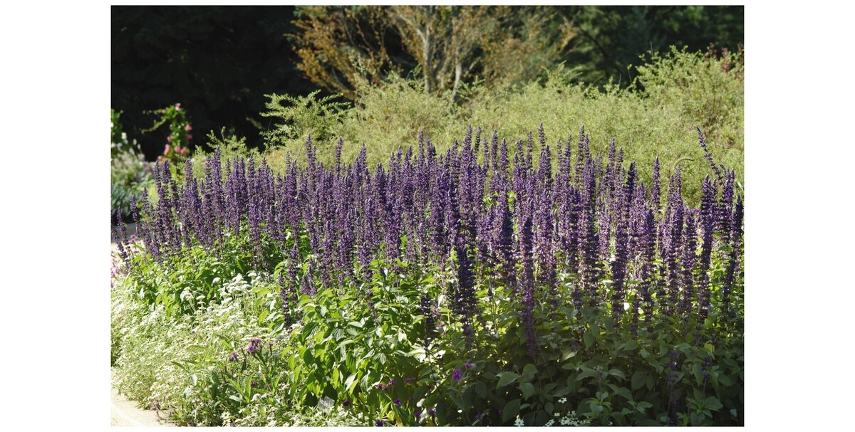 Salvia - Mystic Spires Blue 150mm Pot (VN)