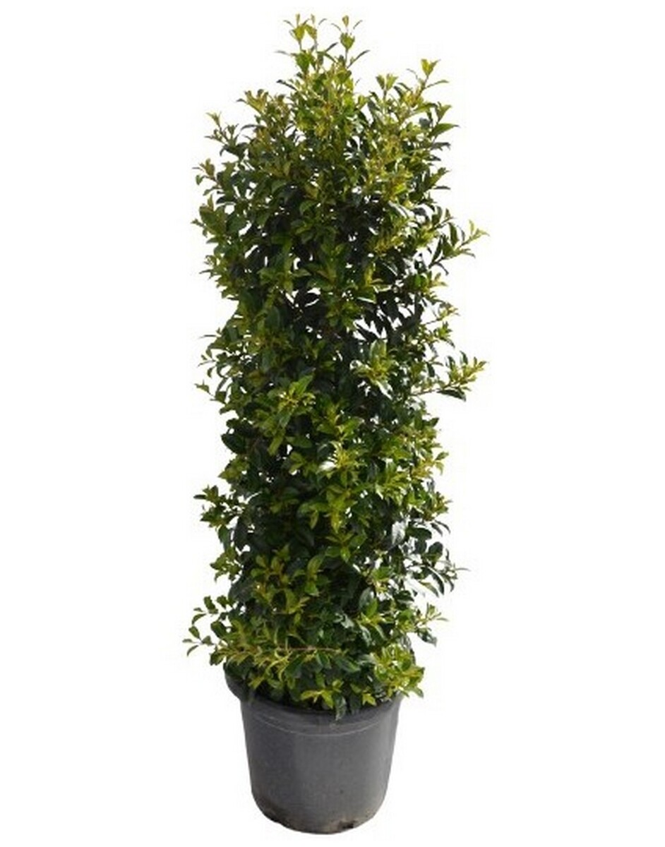 Syzygium - Resilience 300mm Pot