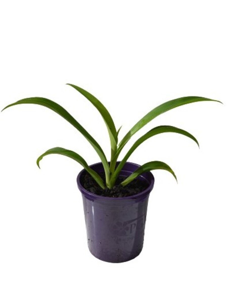 Arthropodium - Te Puna 140mm Pot