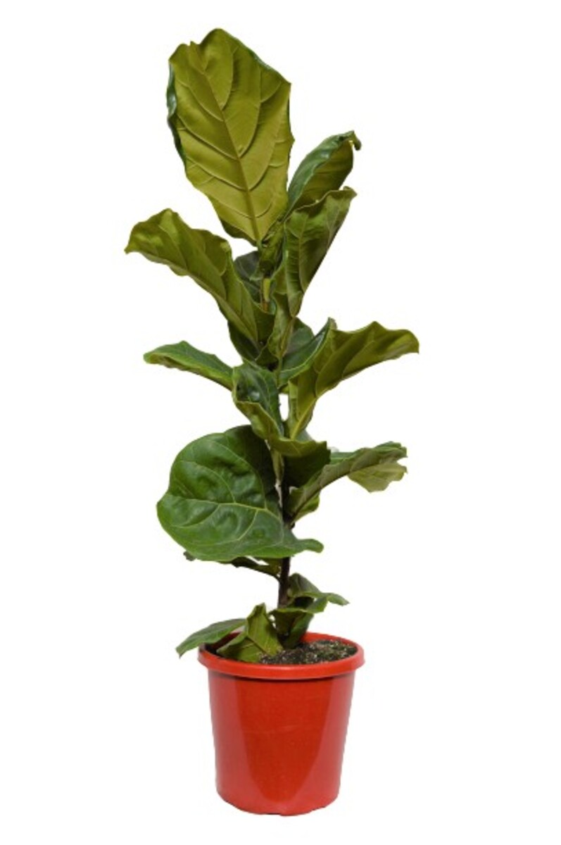 Ficus Lyrata - Fiddle Leaf Fig 250mm Pot