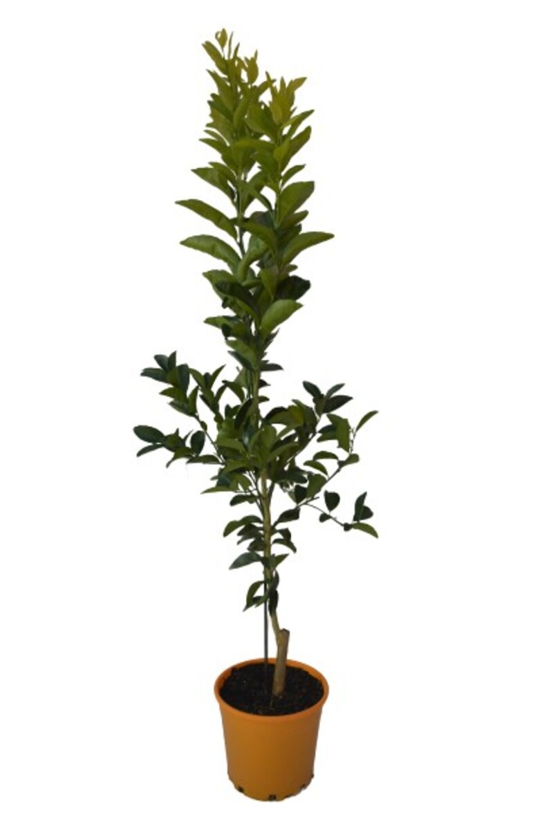 Mandarin - Honey Murcott 250mm Pot