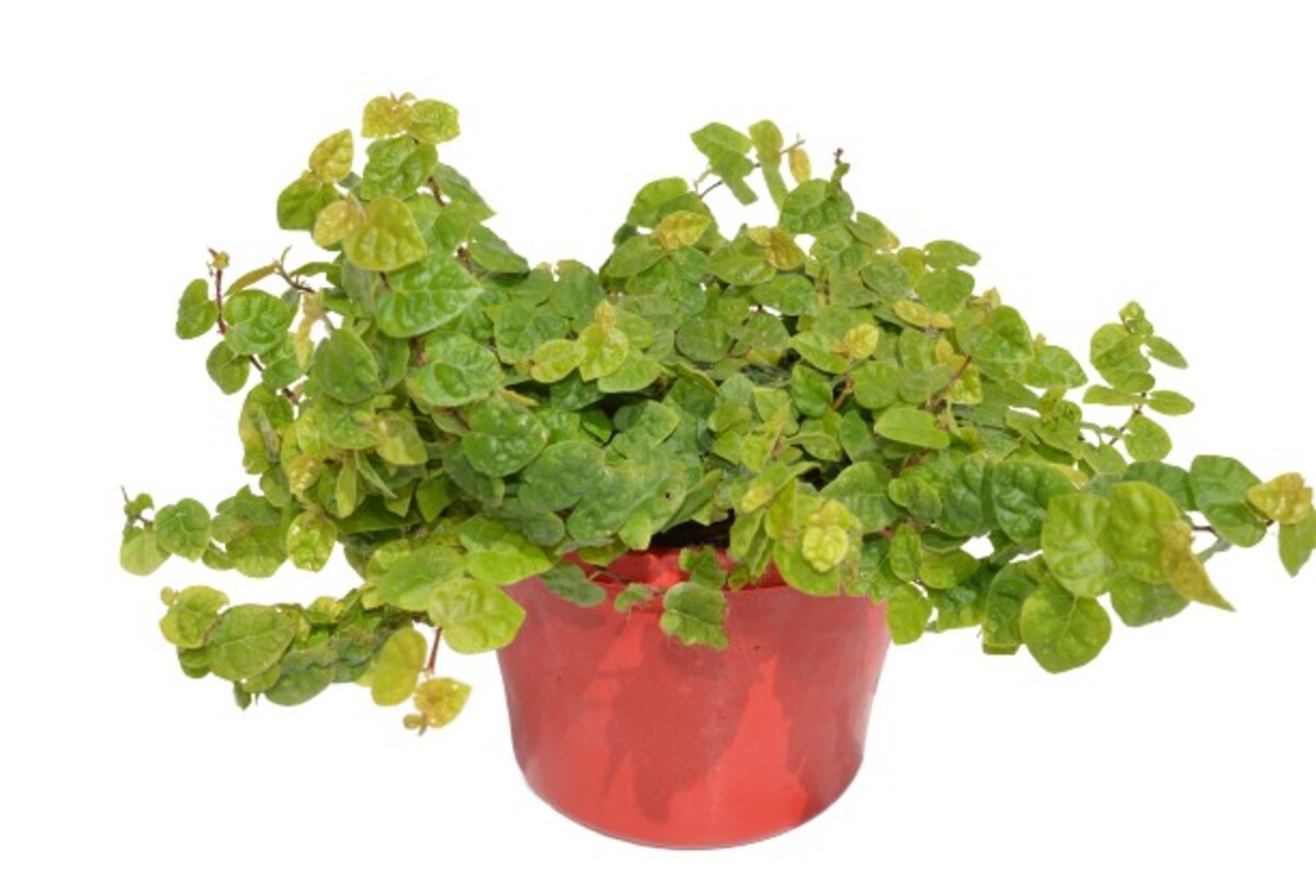 Ficus - Creeping Fig 150mm Pot (VN)